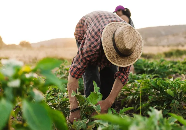 Maraîcher récoltant des légumes dans son champ au coucher du soleil