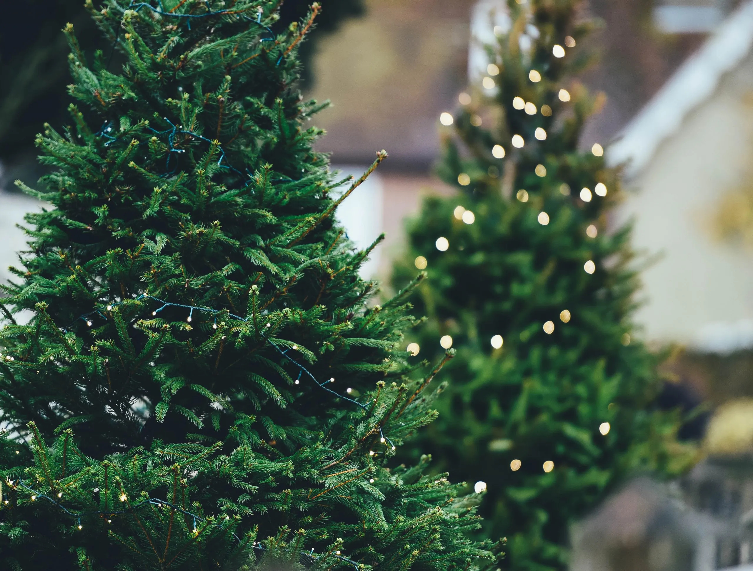 Deux sapins de Noël